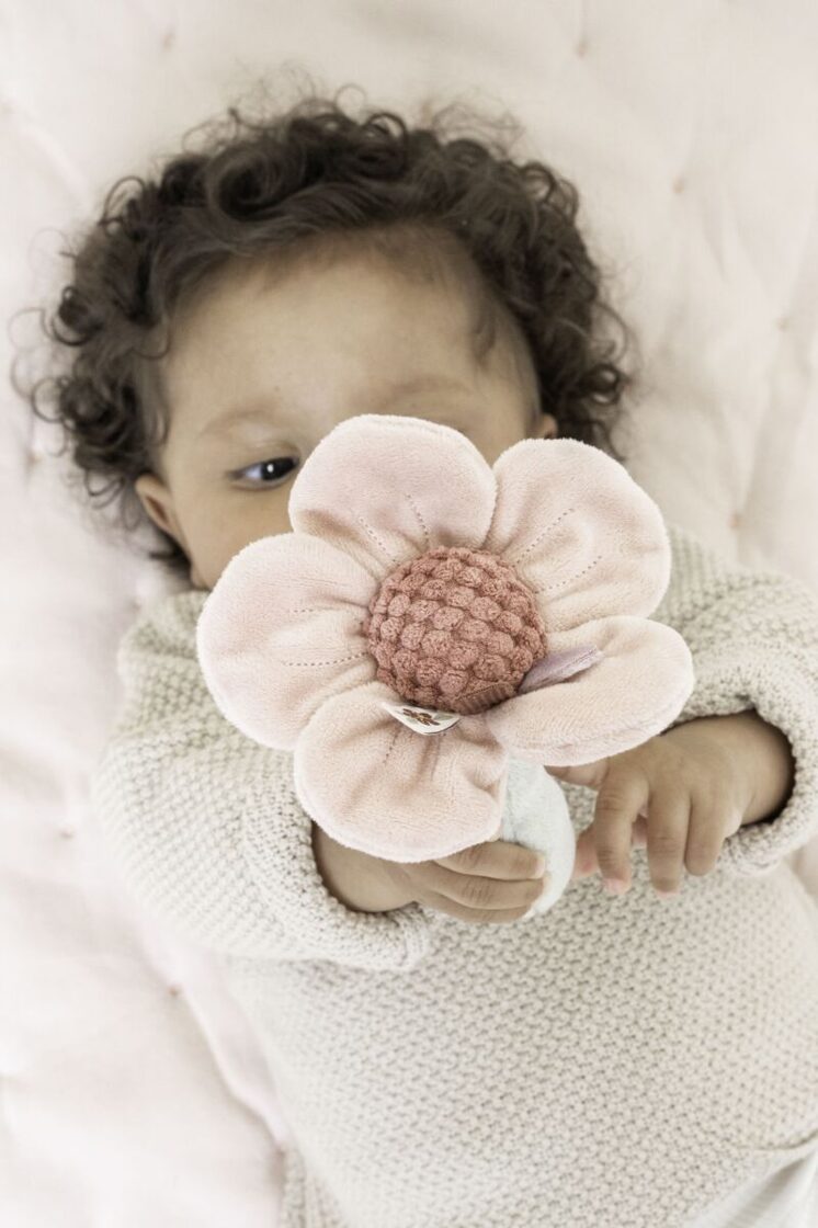Rattle flower ´Fairy Garden